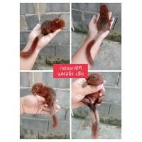 ราคา ขายกระรอกเผือกสระบุรีกับแดงสมิง (360658152)