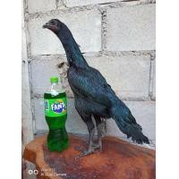 ราคา ไก่เขียวพาลีหางดำ7เดือน (360675909)