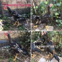 ราคา ขายไก่เหลืองหางขาวและไก่ดอกหมากหางขาว (360671597)