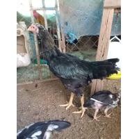 ราคา แบ่งแม่ไก่เหลืองหางขาว (360670348)