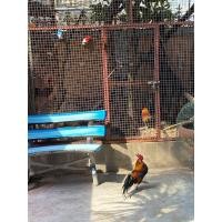 ราคา ไก่ป่า(ไก่ตั้ง-ต่อ) (360667437)