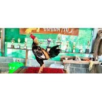 ราคา ได่พม่าง่อนเกรดชนแพงได้ทนรก๋อยเชิงอาชีพ (360665807)