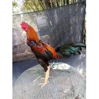 ราคา แบ่ง​ ก๋อย​พัฒนา​ เชิงดีกัดตีหนักๆ (360665551)