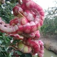 ราคา ต้นมะขามเทศ 2 ส่งฟรี (มือหนึ่ง) (360672637)