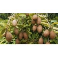 ราคา ละมุดกระสวยมาเลย์ (มือหนึ่ง) (360672669)