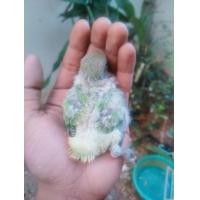 ราคา เลิฟเบิร์ดไม่ขอบตา บลู พายกรีน (360645150)