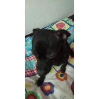 ราคา ชิวาว่าผสมชิสุตัวผู้น้องได้เจ็ดเดือนสีดำขี้เล่นมาก (360652061)