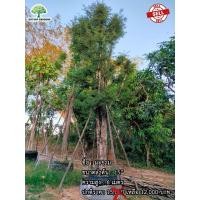 ราคา ต้นมะขาม (มือหนึ่ง) (360652206)