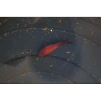 ราคา ปลากัด เพศเมีย ฮาฟมูน ยักษ์ สีแดงล้วน (360635654)