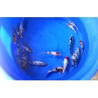 ราคา ปลาคาร์ฟลูกนอก​ สายพ่อแม่​ซาไกกับมารูโดะ​ ขนาด​ 18-25​ เซน​ 20​ ตัว​ หลักพัน (360638794)