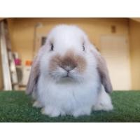 ราคา กระต่าย Holland lop HL แท้ เพศ ญ (360650037)