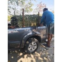 ราคา ขายใบจากมุงหลังคา ราคา 5฿ ต่อตับบ้านโพธิ์ฉะเชิงเทราค่ะ (มือหนึ่ง) (360632483)