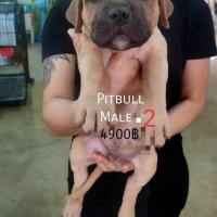 ราคา ลูกพิทบูล ผู้3เมีย2 (360629970)