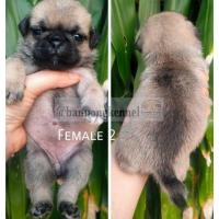 ราคา ลูกปั๊ก (360629730)