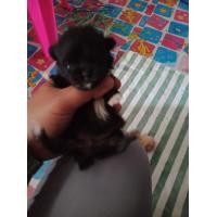 ราคา น้องหมาชิสุผสมปอมอายุ1เดือน ญ1 ช1 (360647427)