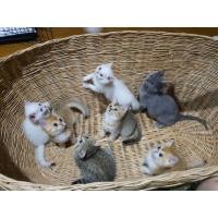 ราคา british shorthair (351798239)