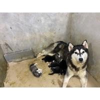 ราคา ลูกไซบีเรียรับจอง (360644104)