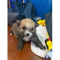 ราคา สุนัขพันปอมผสม (360641051)