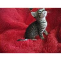 ราคา ลูกแมวเบงกอลเพศผู้A (360639678)