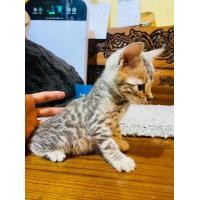 ราคา แมวเบงกอล (360648025)