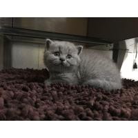 ราคา British Shorthair สีบลู (360649342)