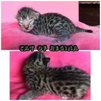 ราคา แมวเบงกอลแท้ เชียงใหม่ เปิดจองค่ะ (360646432)