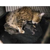 ราคา ลูกแมวเบงกอลเพศผู้ B (360639788)