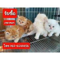 ราคา รับซื้อลูกแมว เหมายกคอก สนใจขายทักมา (360639636)