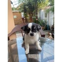 ราคา น้องหมาชิวาว่า (360634802)