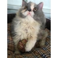 ราคา ลูกแมวเปอร์เซียสามสี เปิดจอง (360075400)