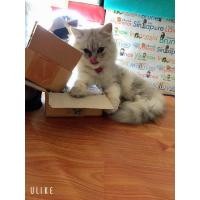 ราคา แมวเปอร์เซีย (360638584)