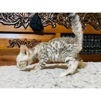 ราคา เบงกอล (360636822)