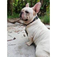 ราคา เฟร้นบลูด็อก (360632465)