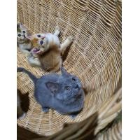 ราคา แมว สก็อตติชโฟลด์ สีบลู ชาย ได้บ้านแล้ว (351841766)