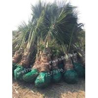 ราคา ต้นมะพร้าวน้ำหอมพันธุ์ต้นเตี้ยบ้านแพ้ว ออกลูกแล้ว (มือหนึ่ง) (350393132)