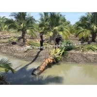 ราคา ต้นมะพร้าว​น้ำหอมต้นเตี้ยออกดอกออกลูก​แล้ว (มือหนึ่ง) (355747935)