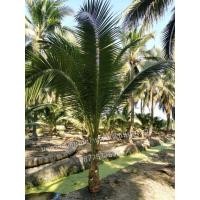 ราคา ต้นมะพร้าวน้ำหอมใบเตยต้นเตี้ย​ สูง​ 3.5​ เมตร (มือหนึ่ง) (353596351)