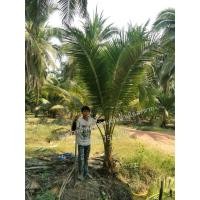 ราคา ต้นมะพร้าวน้ำหอมพันธุ์​ต้น​เตี้ย​บ้านแพ้ว​ 3 เมตร​ (มือหนึ่ง) (353661935)