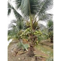 ราคา ต้นมะพร้าวน้ำหอมพันธุ์เตี้ยต้นใหญ่ออกลูกแล้ว (มือหนึ่ง) (350796611)