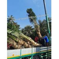 ราคา มะพร้าวน้ำหอมเตี้ยขุดล้อม (มือหนึ่ง) (360160299)