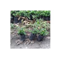 ราคา ต้นชาดัด หรือชาฮกเกี้ยน (มือหนึ่ง) (359665114)