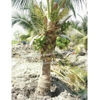 ราคา ต้นมะพร้าวน้ำหอมต้นเตี้ยออกลูกแล้ว (มือหนึ่ง) (355886000)