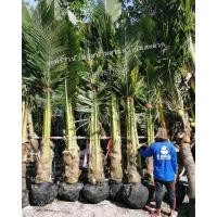 ราคา ต้นมะพร้าว​น้ำหอมพันธุ์​เตี้ยขุดล้อม (มือหนึ่ง) (358069028)