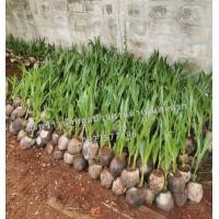 ราคา ต้นมะพร้าวน้ำหอมต้นเตี้ยก้นจีบ (มือหนึ่ง) (355552601)