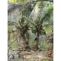 ราคา ต้นมะพร้าวน้ำหอมแฝดขุดล้อม​ ต้นใหญ่​ ออกลูกแล้ว (มือหนึ่ง) (353501238)