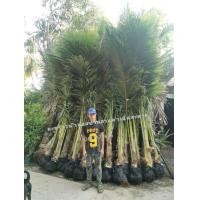 ราคา ต้นมะพร้าวน้ำหอมต้นเตี้ย​ (มือหนึ่ง) (357498452)