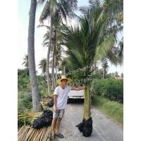 ราคา ต้นมะพร้าวน้ำหอมใบเตยต้นเตี้ย สูง 3 เมตร (มือหนึ่ง) (351594908)