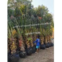 ราคา ต้น​มะพร้าว​น้ำหอมต้นเตี้ยขุดล้อมติดลูก (มือหนึ่ง) (360650786)