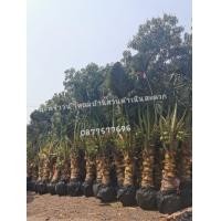 ราคา ต้นมะพร้าวน้ำหอมต้นเตี้ยออกลูก​แล้ว​ต้นใหญ่ (มือหนึ่ง) (360650796)