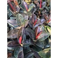 ราคา ต้นยางอินเดียใบดำ ต้นกลาง 350 ต้นใหญ่ 500 บาท (มือหนึ่ง) (360648702)